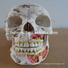 VENTE CHAUDE Modèle de crâne humain avec Bloof Blood and Nerves Human Skull Model